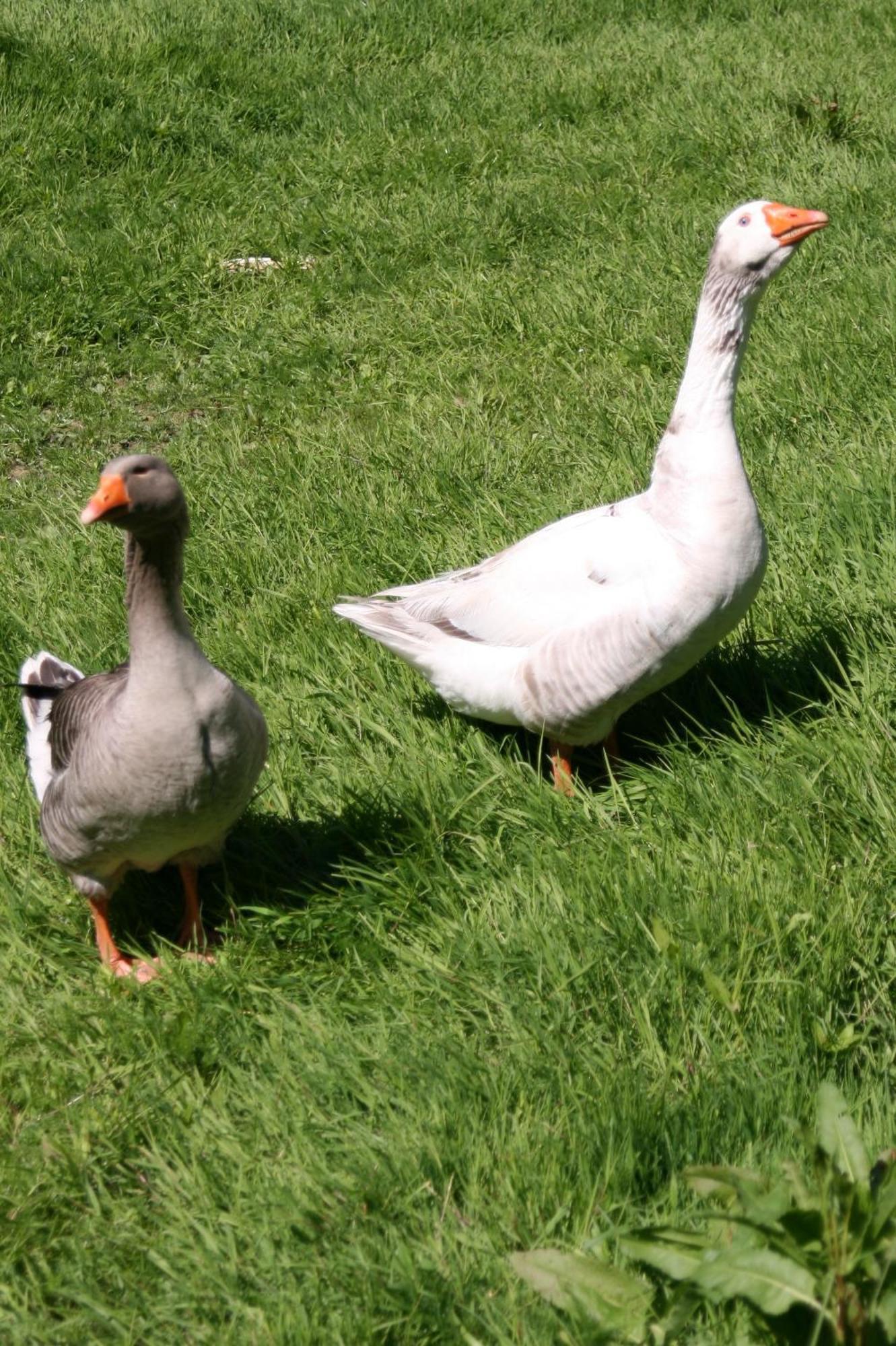 Farm stay Biologite